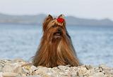 YORKSHIRE TERRIER 334